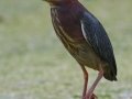 Green Heron