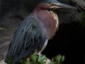 Green Heron