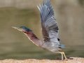 Green Heron