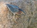 Green Heron