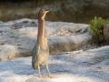 Green Heron