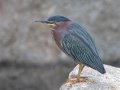 Green Heron