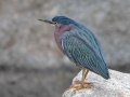 Green Heron