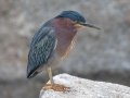 Green Heron