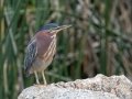 Green Heron