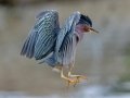 Green Heron