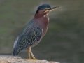 Green Heron