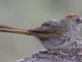 Green-tailed Towhee