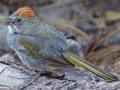 Green-tailed Towhee