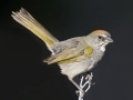 Green-tailed Towhee