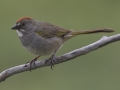 Green-tailed Towhee