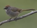 Green-tailed Towhee
