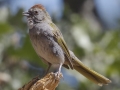 Green-tailed Towhee