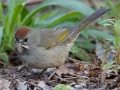 Green-tailed Towhee