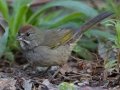 Green-tailed Towhee