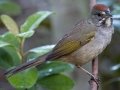Green-tailed Towhee
