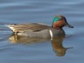 Green-winged Teal - Bolsa Chica Ecological Reserve, Bolsa Chica Walk bridge - inner bay, Orange County, California, 12/13/2017
