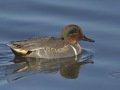Green-winged Teal - Bolsa Chica Ecological Reserve, Bolsa Chica Walk bridge - inner bay, Orange County, California, 12/11/2018