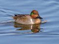Green-winged Teal - Bolsa Chica Ecological Reserve, Bolsa Chica Walk bridge - inner bay, Orange County, California, 12/13/2017