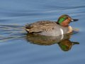 Green-winged Teal - Bolsa Chica Ecological Reserve, Bolsa Chica Walk bridge - inner bay, Orange County, California, 12/13/2017
