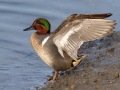 Green-winged Teal - Bolsa Chica Reserve - Bolsa Chica Walk bridge, 1/11/2019
