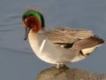 Green-winged Teal - Bolsa Chica Reserve - Bolsa Chica Walk bridge, 1/11/2019