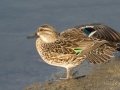 Green-winged Teal - Bolsa Chica Reserve - Bolsa Chica Walk bridge, 1/11/2019