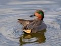 Green-winged Teal - Bolsa Chica Ecological Reserve, Bolsa Chica Walk bridge - inner bay, Orange County, California, 12/13/2017