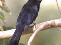 Groove-billed Ani