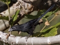 Groove-billed Ani