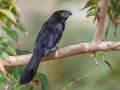Groove-billed Ani, Encinitas Community Park, San Diego, California, 11/19/2017