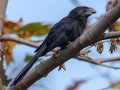 Groove-billed Ani, Encinitas Community Park, San Diego, California, 11/19/2017