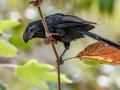 Groove-billed Ani, Encinitas Community Park, San Diego, California, 11/19/2017