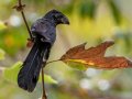 Groove-billed Ani, Encinitas Community Park, San Diego, California, 11/19/2017