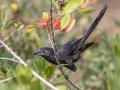 Groove-billed Ani, Encinitas Community Park, San Diego, California, 11/19/2017