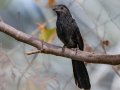 Groove-billed Ani, Encinitas Community Park, San Diego, California, 11/19/2017