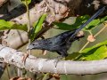 Groove-billed Ani, Encinitas Community Park, San Diego, California, 11/19/2017