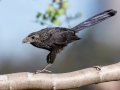 Groove-billed Ani, Encinitas Community Park, San Diego, California, 11/19/2017