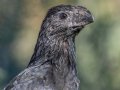Groove-billed Ani, Encinitas Community Park, San Diego, California, 11/19/2017
