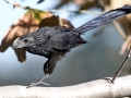 Groove-billed Ani