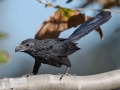 Groove-billed Ani