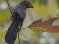 Groove-billed Ani