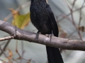 Groove-billed Ani