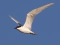 Gull-billed Tern