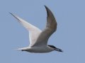 Gull-billed Tern
