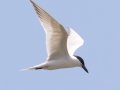 Gull-billed Tern