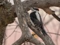 Hairy Woodpecker, Lake Cuyamaca, San Diego, California, 11/8/2017
