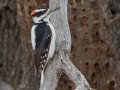 Hairy Woodpecker (Pacific), Lake Cuyamaca, San Diego, California, 11/8/2017