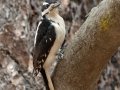 Hairy Woodpecker (Pacific), Lake Cuyamaca, San Diego, California, 11/8/2017