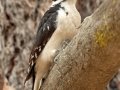 Hairy Woodpecker (Pacific), Lake Cuyamaca, San Diego, California, 11/8/2017